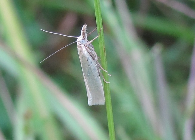 Crambus perlella (Crambidae)? S